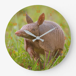 Florida Nine-banded armadillo close-up Large Clock