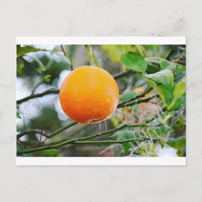 Florida Orange Post card (Front)