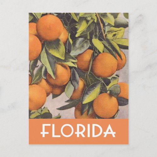 Florida oranges vintage illustration postcard