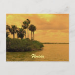 Florida Palm Tree Reverie Postcard at Zazzle