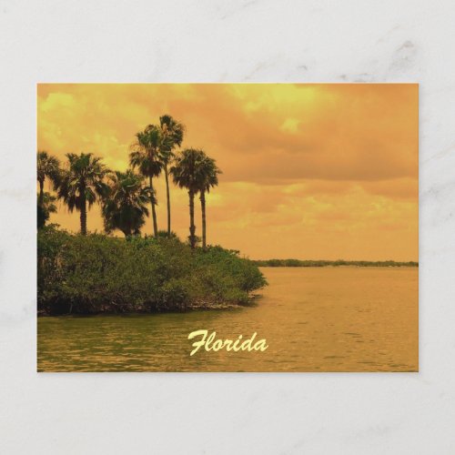Florida Palm Tree Reverie Postcard