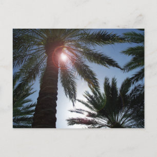 Florida Palm Trees in the Sun Post card