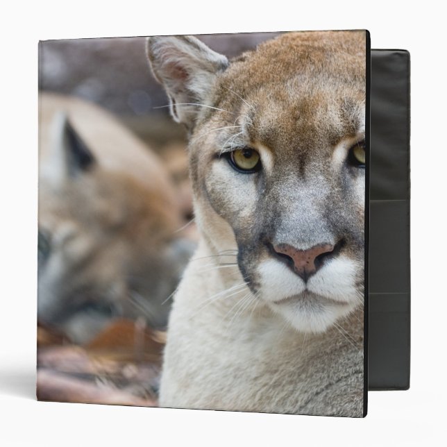 Florida Panther Binder (Front/Inside)