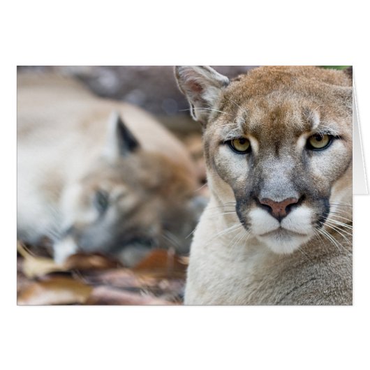 Florida Panther Cards (Front Horizontal)