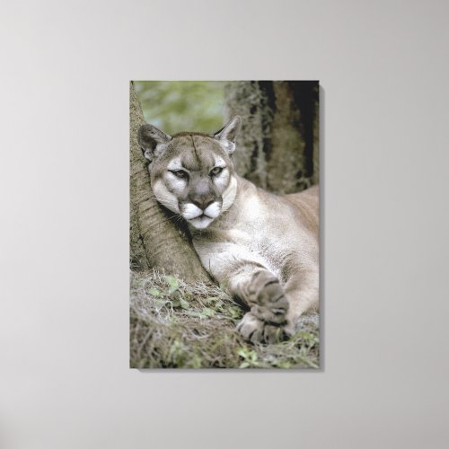 Florida panther Felis concolor coryi Canvas Print