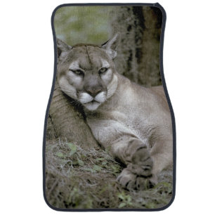 Florida panther, Felis concolor coryi, Car Floor Mat