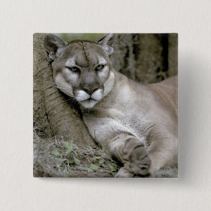 Florida panther, Felis concolor coryi, Pinback Button