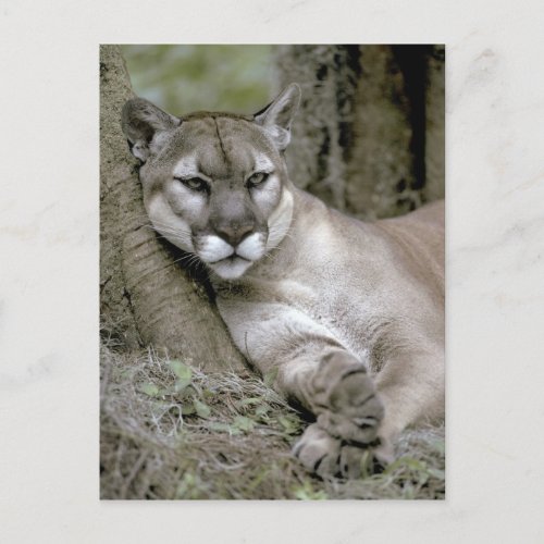 Florida panther Felis concolor coryi Postcard