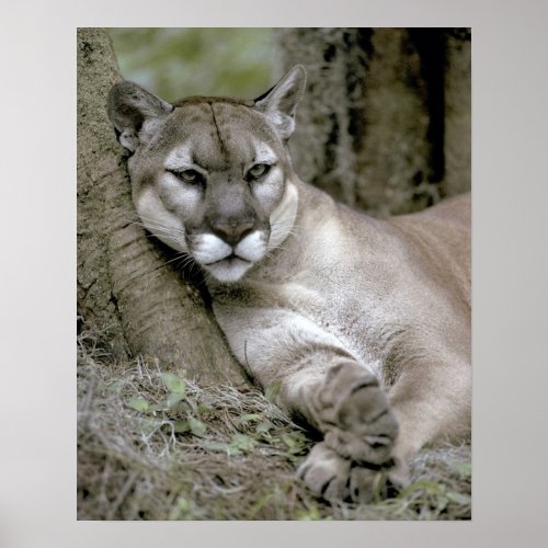 Florida panther Felis concolor coryi Poster