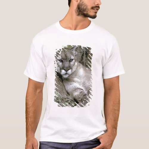 Florida panther Felis concolor coryi T_Shirt