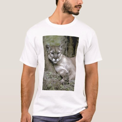 Florida panther Felis concolor coryi T_Shirt
