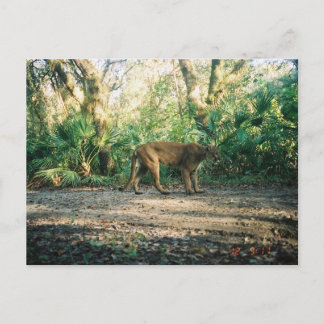 Florida Panther in forest Postcard