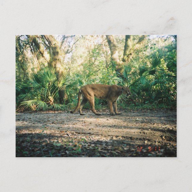 Florida Panther in forest Postcard (Front)