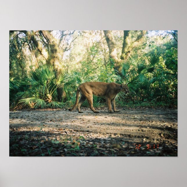Florida Panther in forest Poster (Front)
