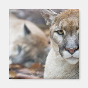 Florida Panther Magnet