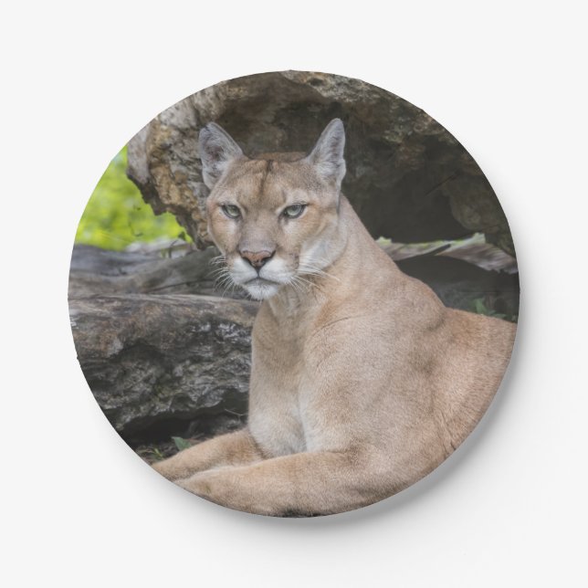 Florida Panther Paper Plates (Front)