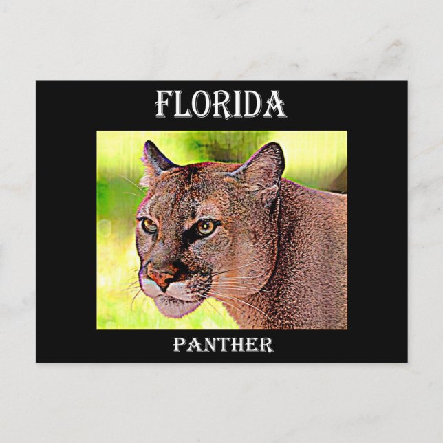 Florida Panther Postcard (Front)