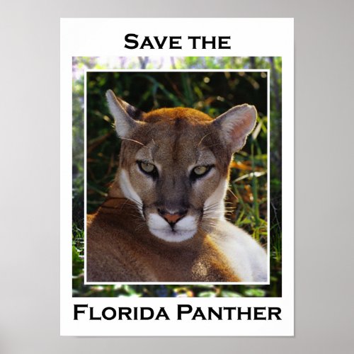 Florida Panther Poster