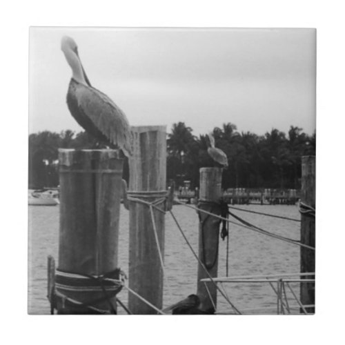 Florida Pelican on the Boatdock tile