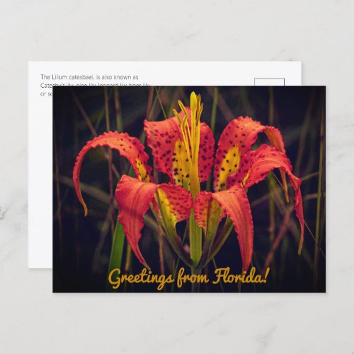 Florida Pine Lily Postcard 
