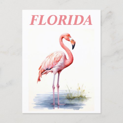 Florida Pink Flamingo Bird Travel  Postcard