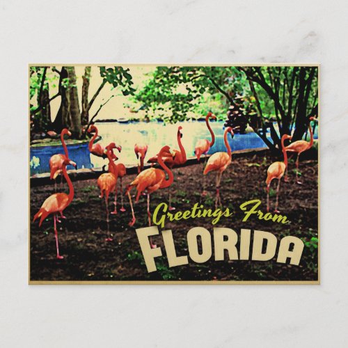 Florida Pink Flamingos Postcard