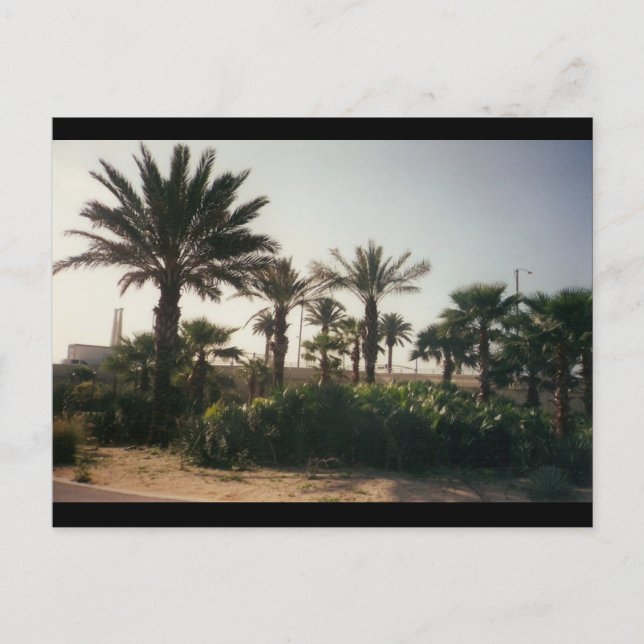 Florida Postcard (Front)