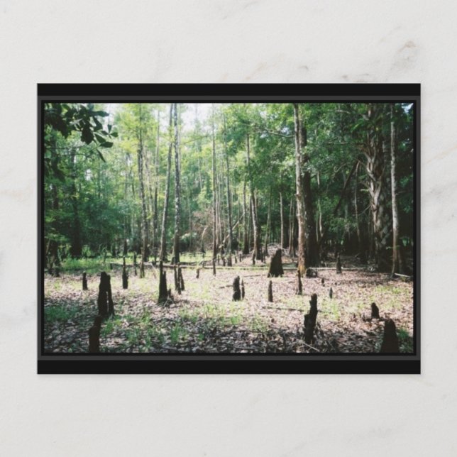 Florida Postcard (Front)