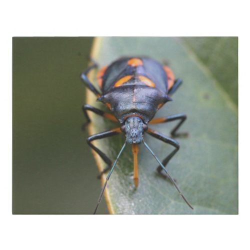 Florida Predatory stink bug Faux Canvas Print