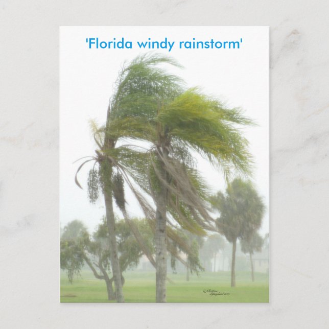 Florida Rainstorm Palm trees Postcard (Front)