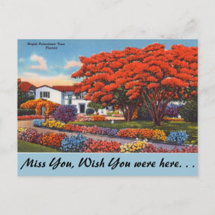 Florida, Royal Poinciana Tree Postcard