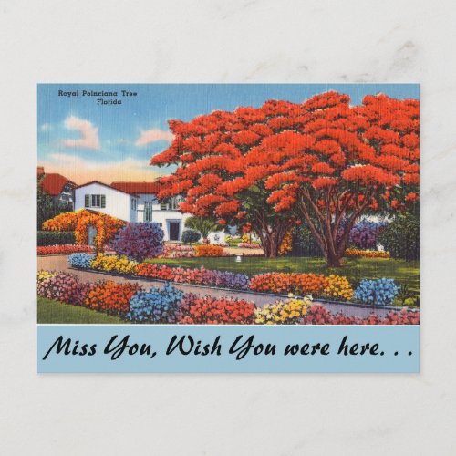 Florida Royal Poinciana Tree Postcard