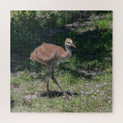 Florida Sandhill Crane Juvenile Baby Bird Picture Jigsaw Puzzle
