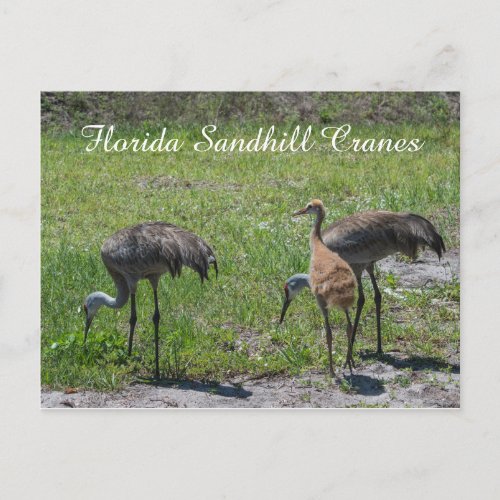 Florida Sandhill Cranes  Family Nature Photograph Postcard