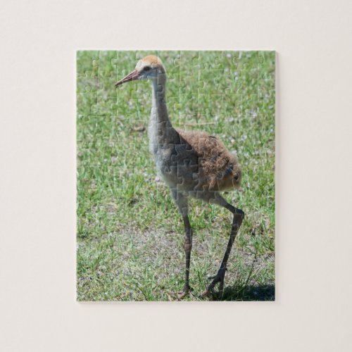 Florida Sandhill Cranes In Green Field Photograph Jigsaw Puzzle