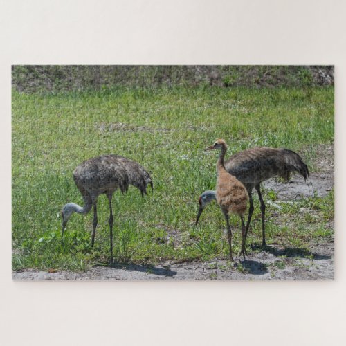 Florida Sandhill Cranes In Green Field Photograph Jigsaw Puzzle