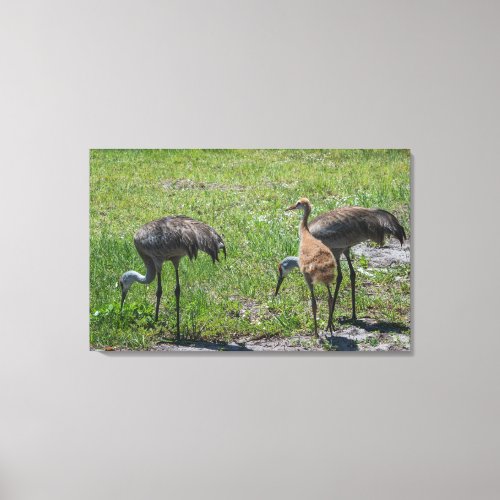 Florida Sandhill Cranes Nature Photograph Canvas Print