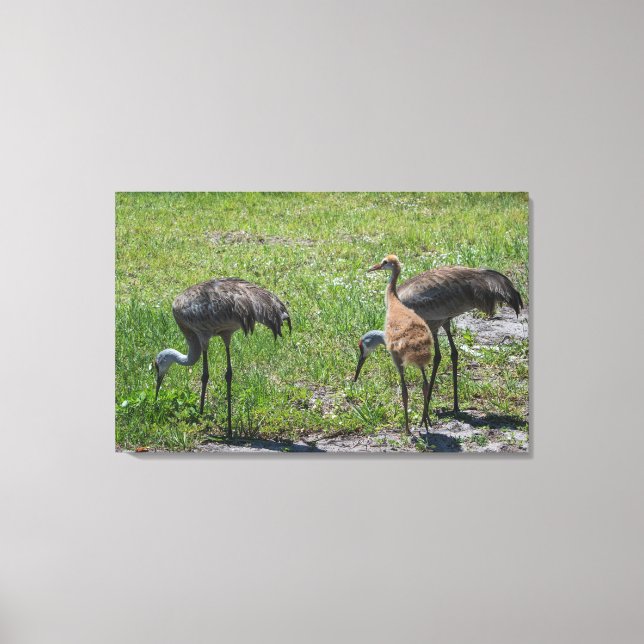 Florida Sandhill Cranes Nature Photograph Canvas Print (Front)