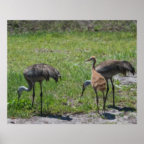Florida Sandhill Cranes Nature Photograph Poster