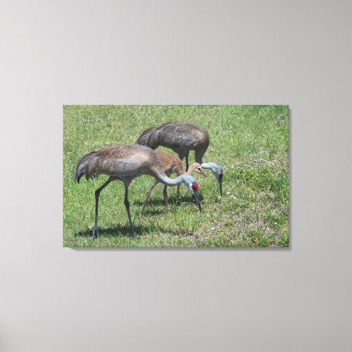 Florida Sandhill Cranes Walking In Green Field Canvas Print