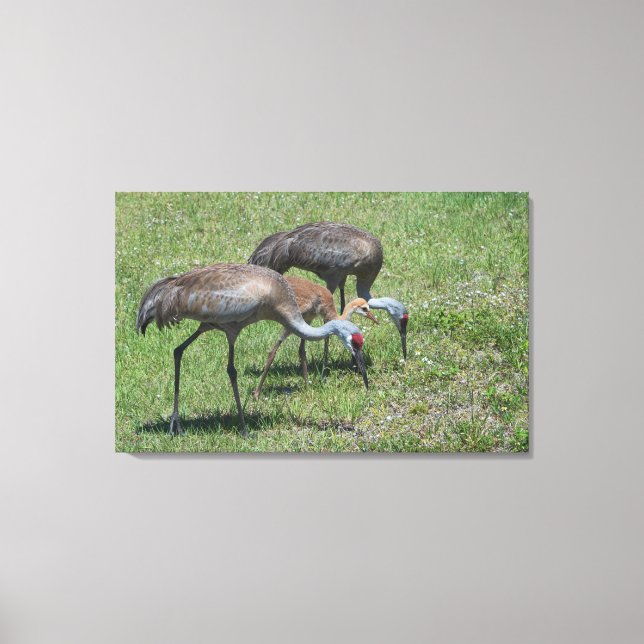 Florida Sandhill Cranes Walking In Green Field Canvas Print (Front)
