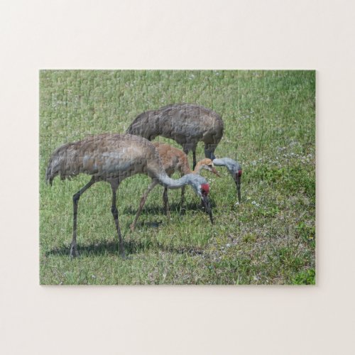 Florida Sandhill Cranes Walking In Green Field Jigsaw Puzzle