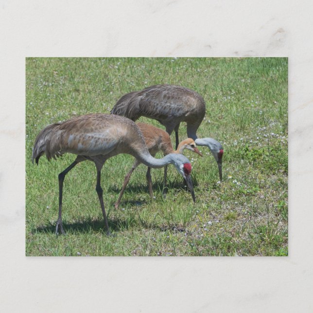 Florida Sandhill Cranes Walking In Green Field Postcard (Front)
