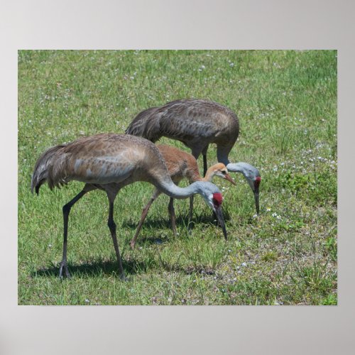 Florida Sandhill Cranes Walking In Green Field Poster