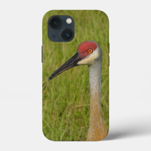 Florida Sandhilll Crane Bird Wildlife Photography  iPhone 13 Mini Case