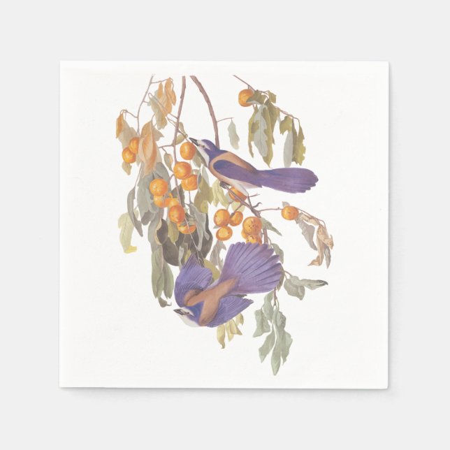 Florida Scrub Jay Audubon Bird on Orange Tree Paper Napkins (Front)