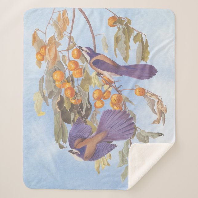 Florida Scrub Jay Audubon Bird Pair on Orange Tree Sherpa Blanket (Front)