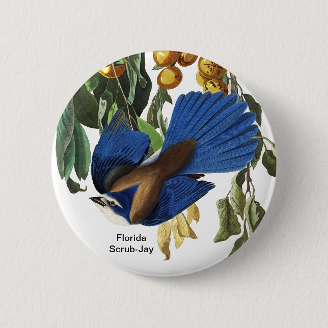 Florida Scrub-Jay, John James Audubon, Rare Bird, Button (Front)