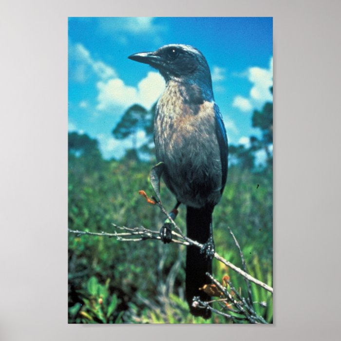 Florida Scrub Jay Posters