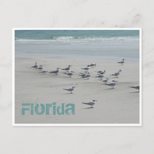 Florida Sea Birds Postcard (Front)